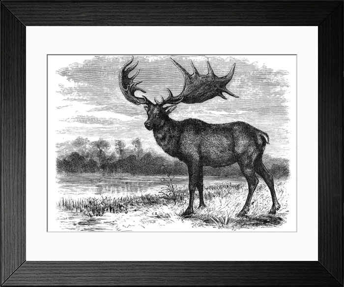 Framed Print : Reconstruction of the Irish elk (Megaloceros), c1880 Framed Print : Reconstruction of the Irish elk (Megaloceros), c1880
