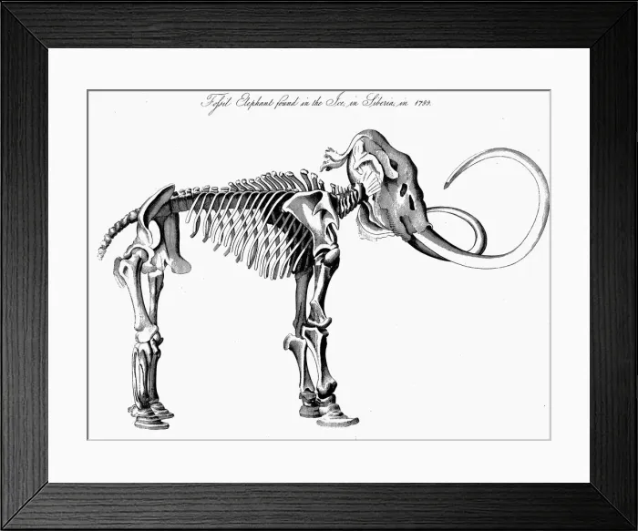 Framed Print : Woolly mammoth (Mammuthus) skeleton, 1830 Framed Print : Woolly mammoth (Mammuthus) skeleton, 1830