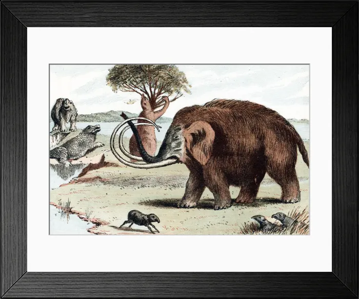Framed Print : Woolly mammoth (Mammuthus), 1892 Framed Print : Woolly mammoth (Mammuthus), 1892