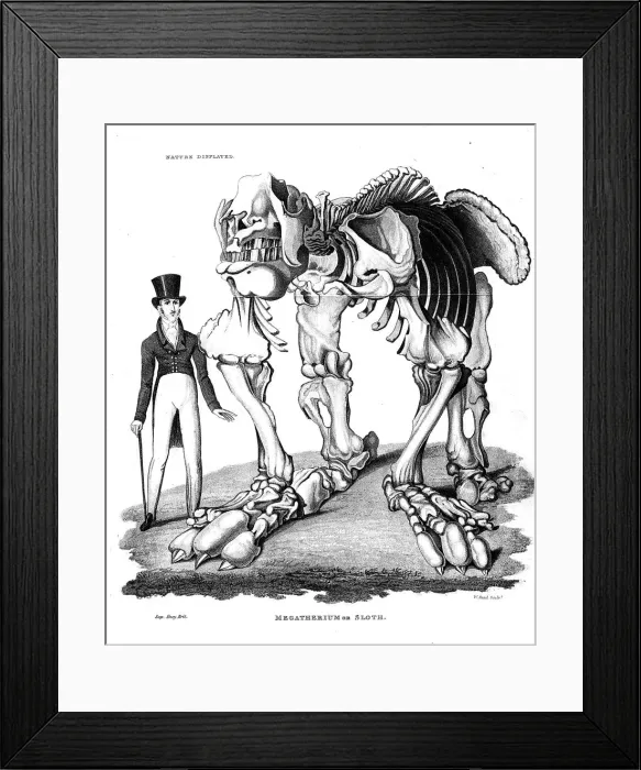 Framed Print : Skeleton of Megatherium, extinct giant ground sloth, 1823 Framed Print : Skeleton of Megatherium, extinct giant ground sloth, 1823
