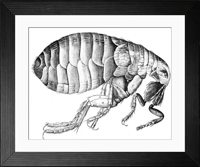 Framed Print : Flea, wingless bloodsucking parasitic insect, 1665