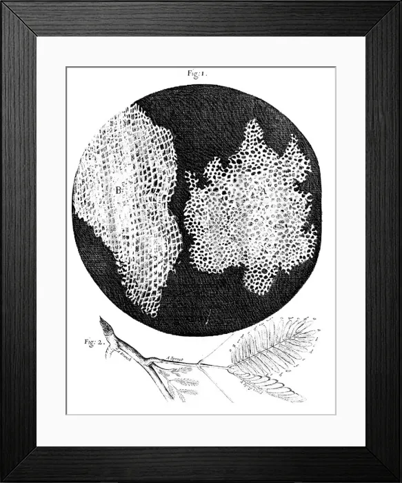 Framed Print : Hookes observations of the cellular structure of cork and a sprig of Sensitive Plant, 1665 Framed Print : Hookes observations of the cellular structure of cork and a sprig of Sensitive Plant, 1665