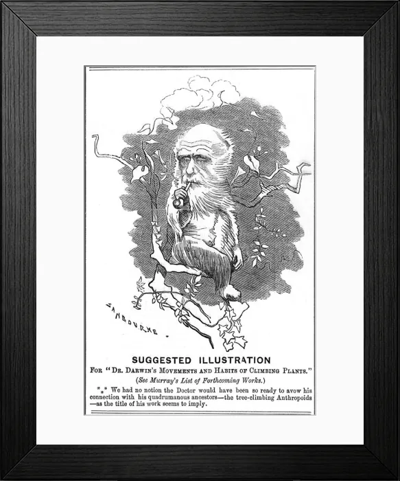 Framed Print : Charles Darwin, English naturalist, 1875. Artist: Edward Linley Sambourne Framed Print : Charles Darwin, English naturalist, 1875. Artist: Edward Linley Sambourne