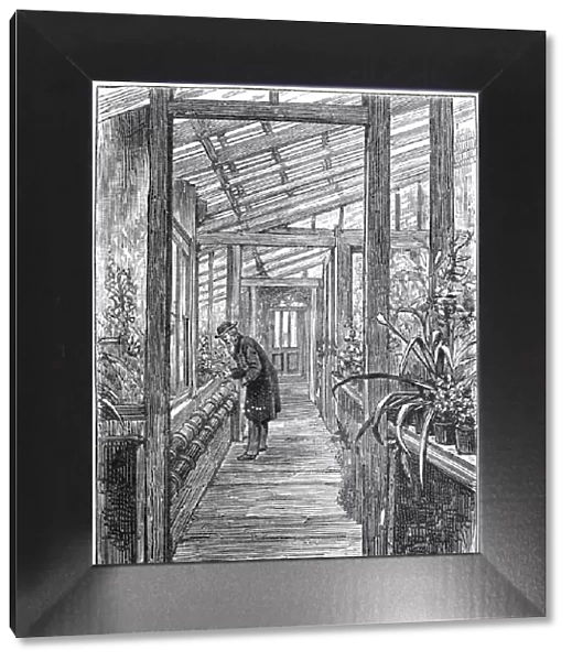 Charles Darwin (1809-1882), English naturalist, in his greenhouse