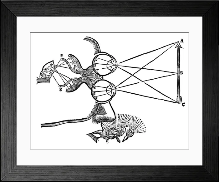 Framed Print : Rene Descartes illustration of the co-ordination of the senses, 1692 Framed Print : Rene Descartes illustration of the co-ordination of the senses, 1692