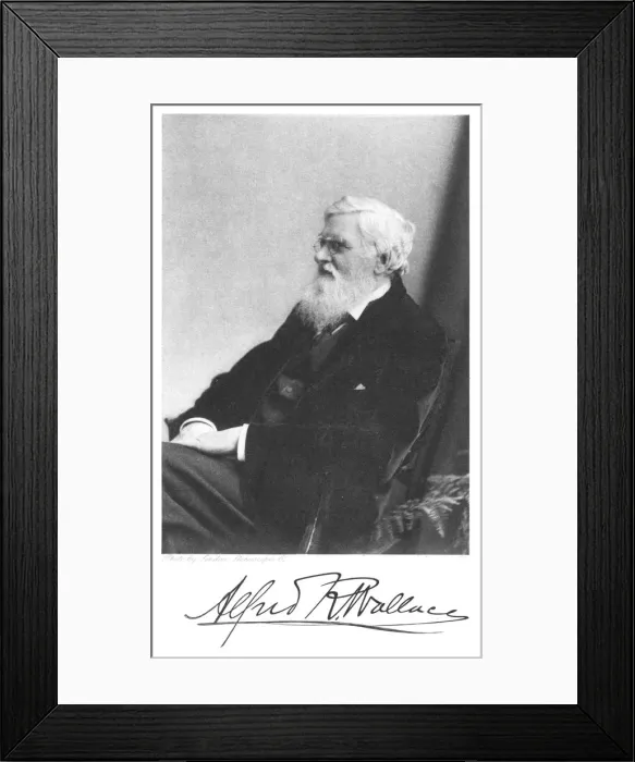 Framed Print : Alfred Russell Wallace, Welsh-born British naturalist, c1900 Framed Print : Alfred Russell Wallace, Welsh-born British naturalist, c1900