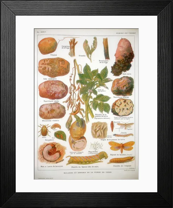 Framed Print : Diseases of the potato, c1920 Framed Print : Diseases of the potato, c1920
