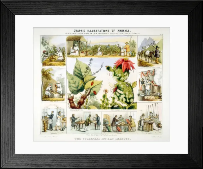 Framed Print : Cochineal and lac insects, c1850. Artist: Benjamin Waterhouse Hawkins Framed Print : Cochineal and lac insects, c1850. Artist: Benjamin Waterhouse Hawkins