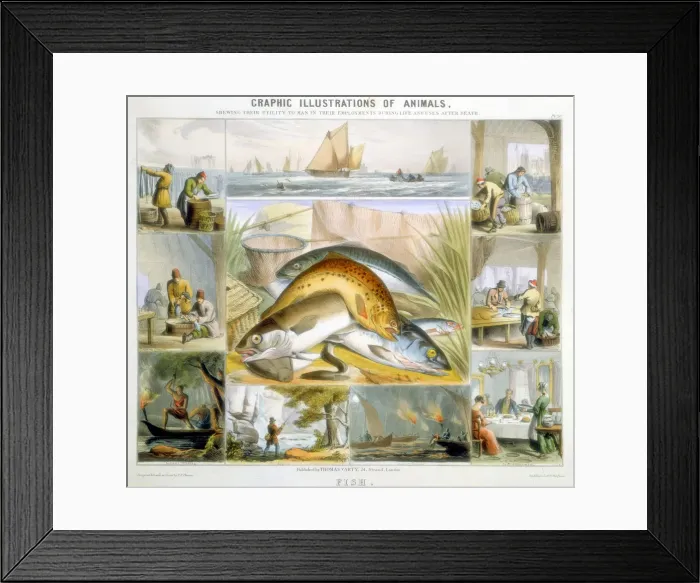 Framed Print : Fish, c1850. Artist: Robert Kent Thomas Framed Print : Fish, c1850. Artist: Robert Kent Thomas