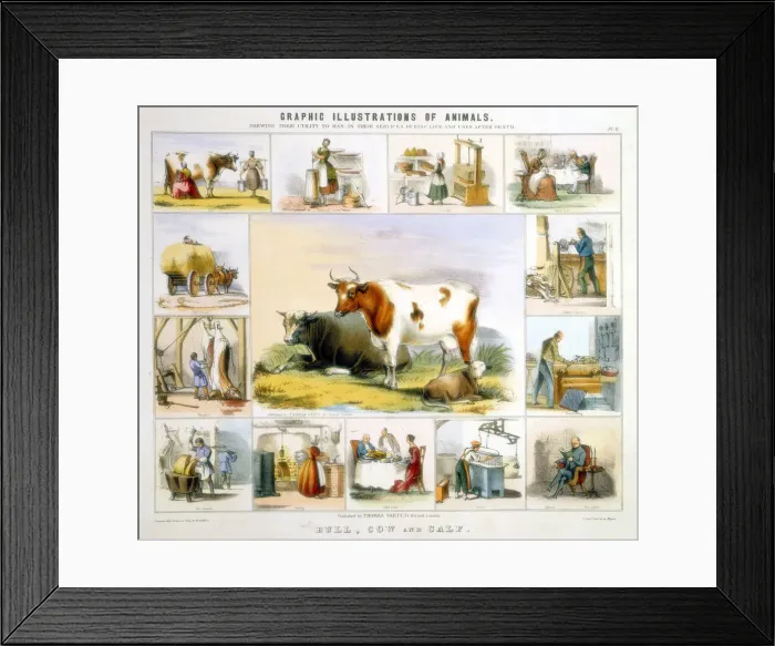 Framed Print : The Cow, c1850. Artist: Benjamin Waterhouse Hawkins Framed Print : The Cow, c1850. Artist: Benjamin Waterhouse Hawkins