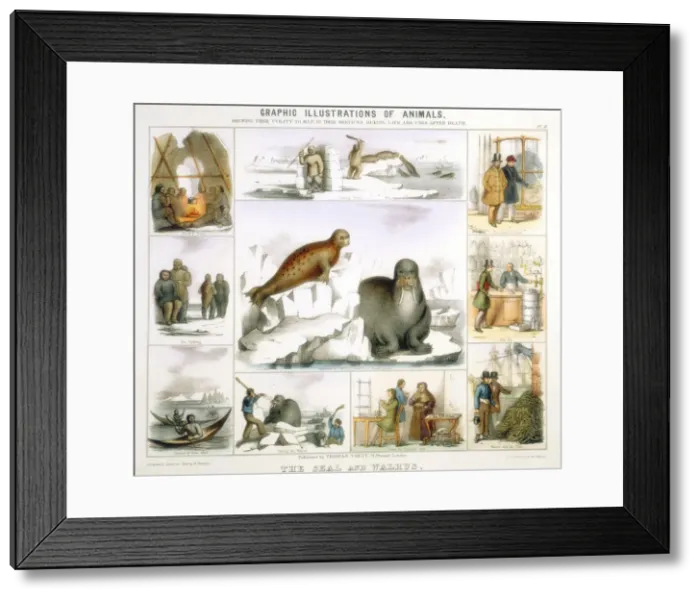 Framed Print : The Seal and the Walrus, c1850. Artist: Benjamin Waterhouse Hawkins Framed Print : The Seal and the Walrus, c1850. Artist: Benjamin Waterhouse Hawkins