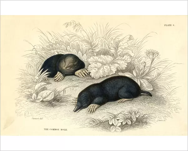 The common cole (Talpa europea), 1828