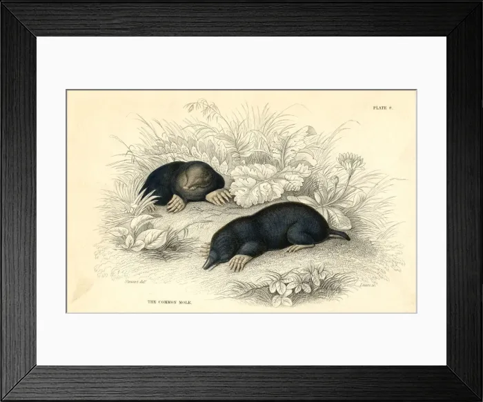Framed Print : The common cole (Talpa europea), 1828 Framed Print : The common cole (Talpa europea), 1828