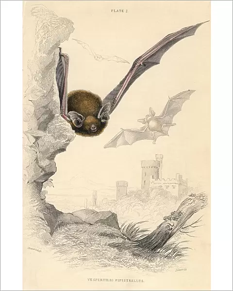 Pipistrelle bat (Pipistrellus pipistrellus), 1828