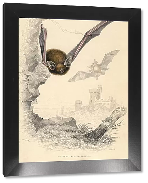 Pipistrelle bat (Pipistrellus pipistrellus), 1828