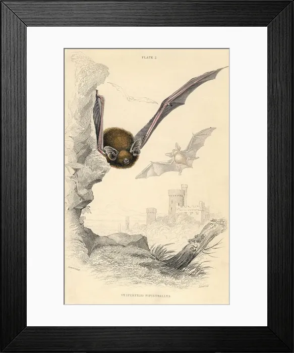 Framed Print : Pipistrelle bat (Pipistrellus pipistrellus), 1828 Framed Print : Pipistrelle bat (Pipistrellus pipistrellus), 1828