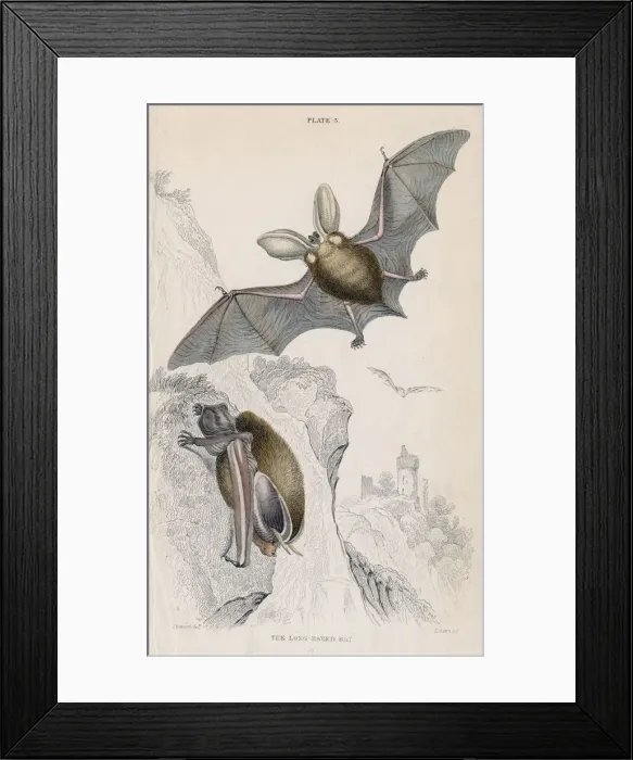 Framed Print : Long-eared bat (Plectorus auritus), 1828 Framed Print : Long-eared bat (Plectorus auritus), 1828