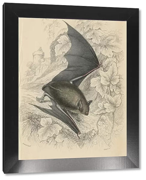 Natterers bat (Myotis nattereri), 1828