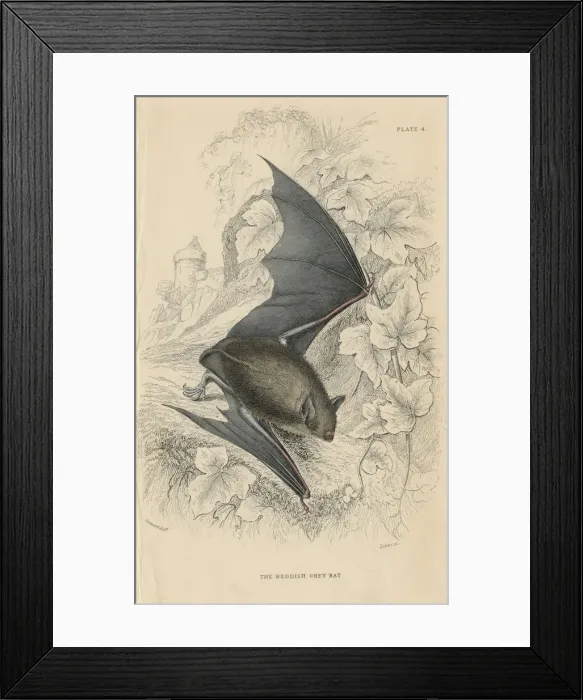 Framed Print : Natterers bat (Myotis nattereri), 1828 Framed Print : Natterers bat (Myotis nattereri), 1828