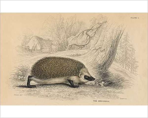 Hedgehog (Erinaceus europeas), 1828