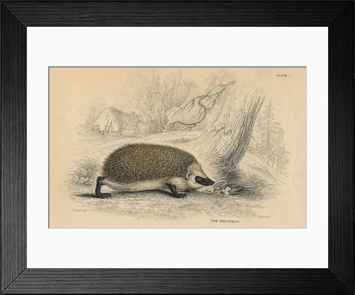 Framed Print : Hedgehog (Erinaceus europeas), 1828 Framed Print : Hedgehog (Erinaceus europeas), 1828