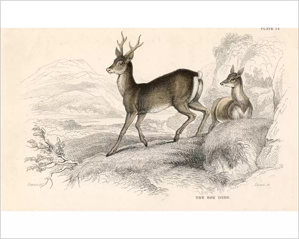 Roe deer (Capreolus capreolus), Eurasian species of deer, 1828