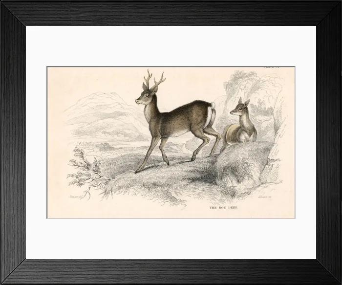 Framed Print : Roe deer (Capreolus capreolus), Eurasian species of deer, 1828