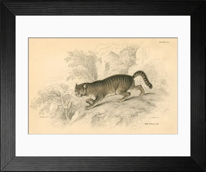 Framed Print : European wild cat (Felis silvestris), 1828 Framed Print : European wild cat (Felis silvestris), 1828