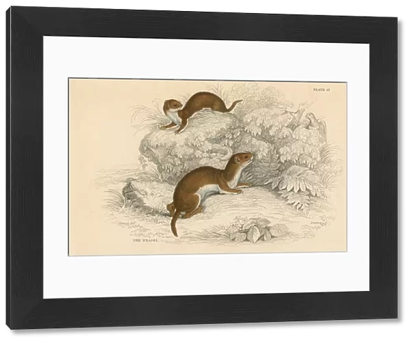 Weasel (Putorius nivalis  /  Mustela vulgaris), the smallest European carnivore, 1828