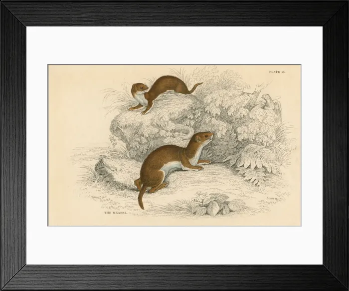 Framed Print : Weasel (Putorius nivalis / Mustela vulgaris), the smallest European carnivore, 1828 Framed Print : Weasel (Putorius nivalis / Mustela vulgaris), the smallest European carnivore, 1828