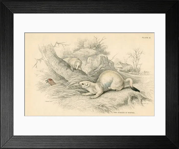 Framed Print : Stoat (Mustela erminea), member of the weasel family, 1828 Framed Print : Stoat (Mustela erminea), member of the weasel family, 1828