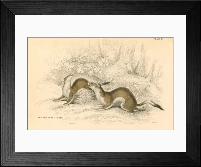 Framed Print : Stoat (Mustela erminea), member of the weasel family, 1828 Framed Print : Stoat (Mustela erminea), member of the weasel family, 1828