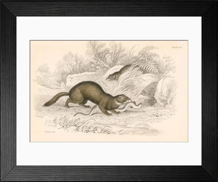 Framed Print : Polecat (Mustela putorius), member of the weasel family, 1828 Framed Print : Polecat (Mustela putorius), member of the weasel family, 1828