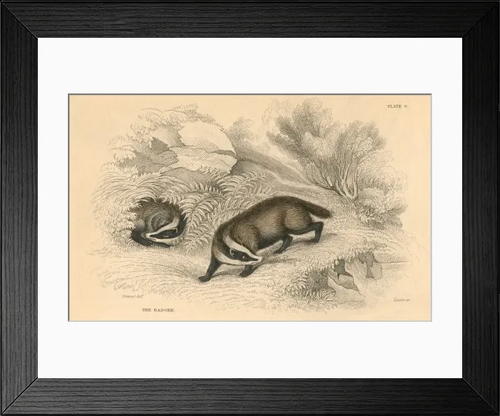 Framed Print : Common or Eurasian badger (Meles meles), 1828