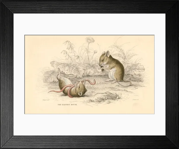 Framed Print : Harvest mouse (Micromys minutus) of the Old World, 1828 Framed Print : Harvest mouse (Micromys minutus) of the Old World, 1828
