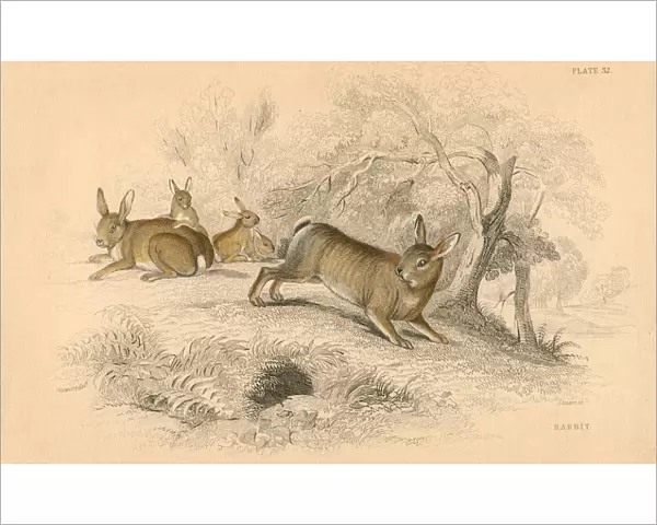 Rabbit (Oryctolagus cuniculus), 1828