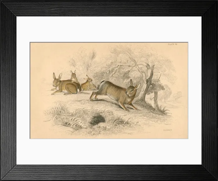 Framed Print : Rabbit (Oryctolagus cuniculus), 1828