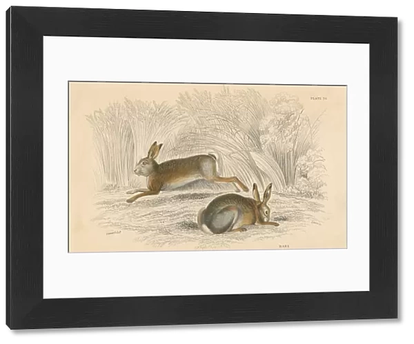 The Hare (Lepus europaeus), 1828