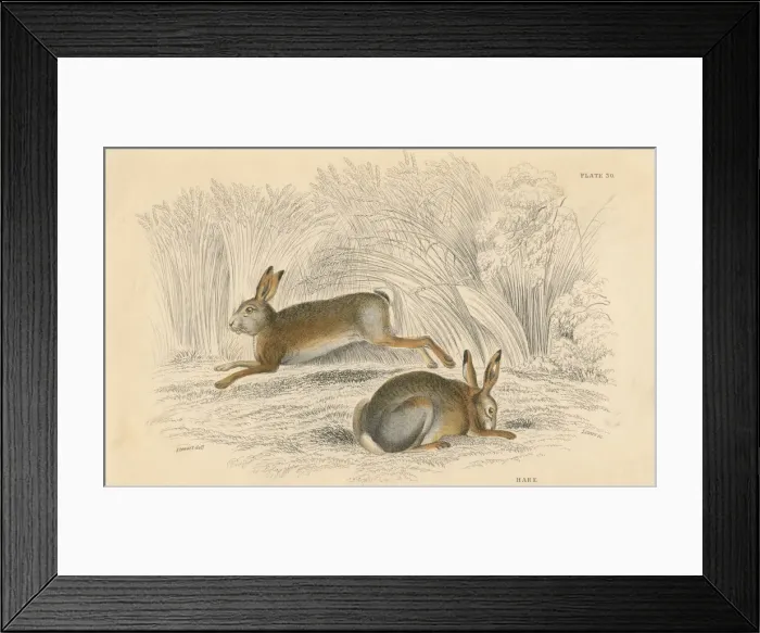 Framed Print : The Hare (Lepus europaeus), 1828
