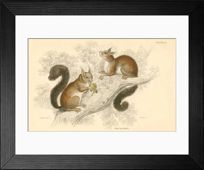 Framed Print : Red squirrel (Sciurus vulgaris), tree-living rodent native to Europe and Asia, 1828 Framed Print : Red squirrel (Sciurus vulgaris), tree-living rodent native to Europe and Asia, 1828