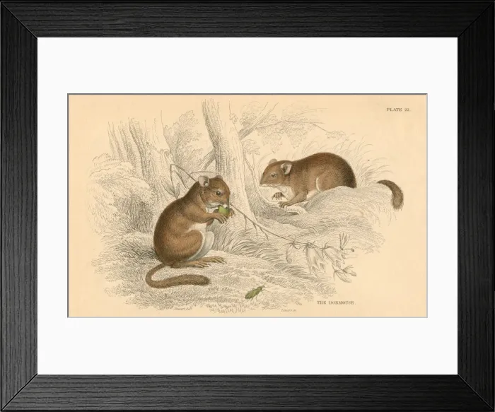 Framed Print : Common dormouse (Muscardinus arvellanarius), hibernating rodent, 1828 Framed Print : Common dormouse (Muscardinus arvellanarius), hibernating rodent, 1828