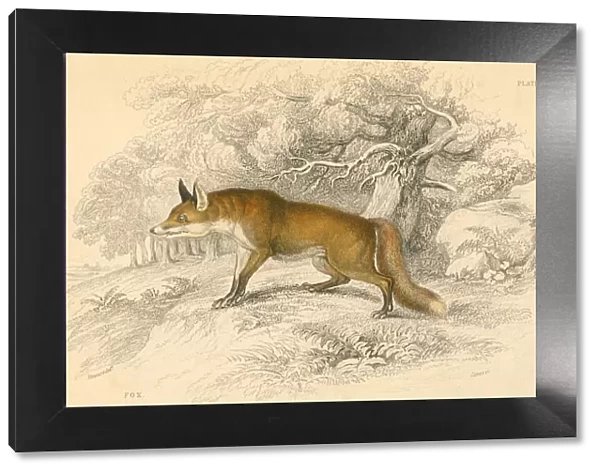 Common or red fox (Vulpes vulpes), 1828