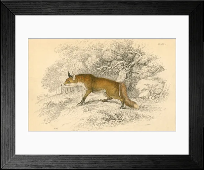 Framed Print : Common or red fox (Vulpes vulpes), 1828 Framed Print : Common or red fox (Vulpes vulpes), 1828
