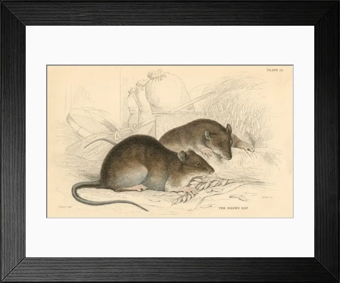 Framed Print : Brown rat (Rattus rattus), 1828 Framed Print : Brown rat (Rattus rattus), 1828