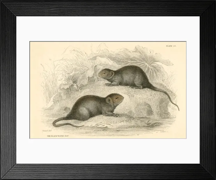 Framed Print : Water vole (Arvicola terrestris), also known as the black water rat, 1828 Framed Print : Water vole (Arvicola terrestris), also known as the black water rat, 1828