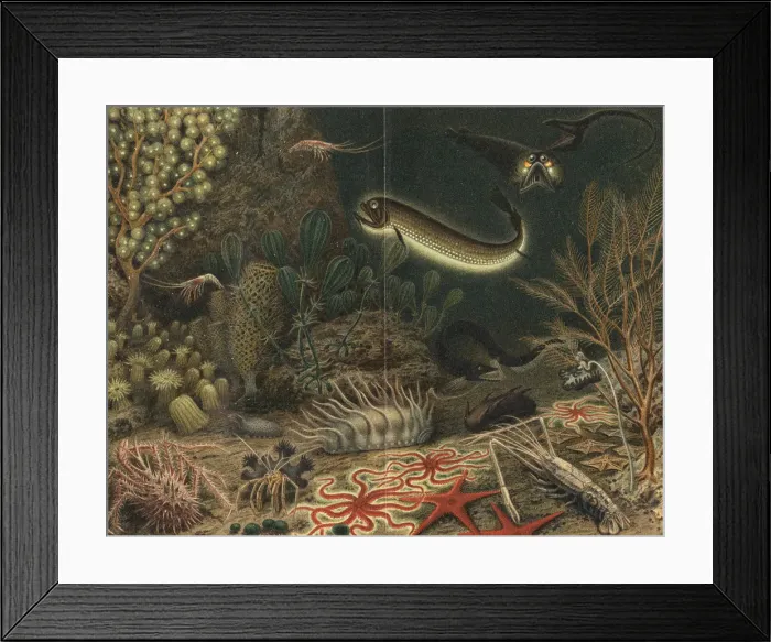 Framed Print : Artists impression of deep sea scene with luminous fishes, 1903 Framed Print : Artists impression of deep sea scene with luminous fishes, 1903