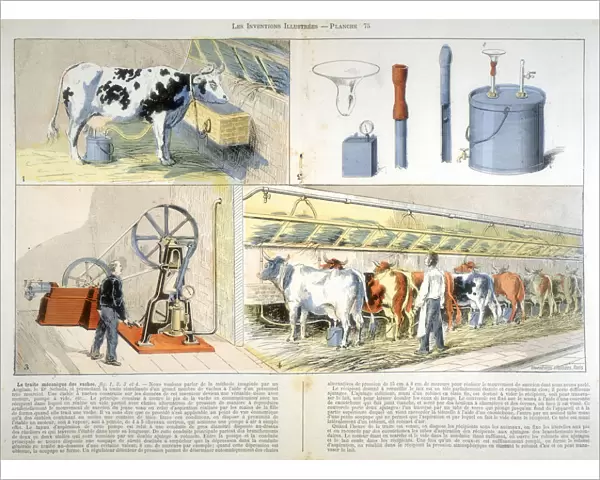 Milking parlour equipped with Thistle suction and pulsation milking machine, 1899