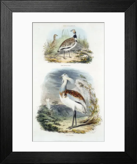 Framed Print : Bustards, 1835 Framed Print : Bustards, 1835