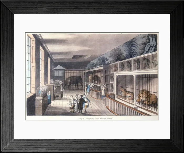 Framed Print : Royal Menagerie, Exeter Change, Strand, London, c1820 Framed Print : Royal Menagerie, Exeter Change, Strand, London, c1820