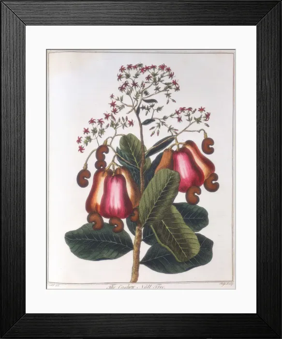 Framed Print : Cashew nut - Anacardium occidentale, c1798 Framed Print : Cashew nut - Anacardium occidentale, c1798